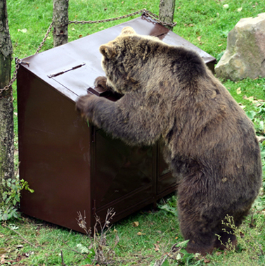 Medvěd u kontejneru