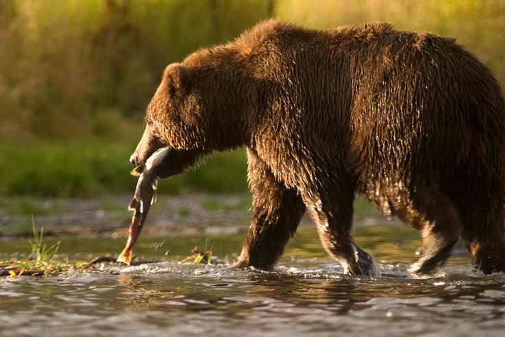 kodiak